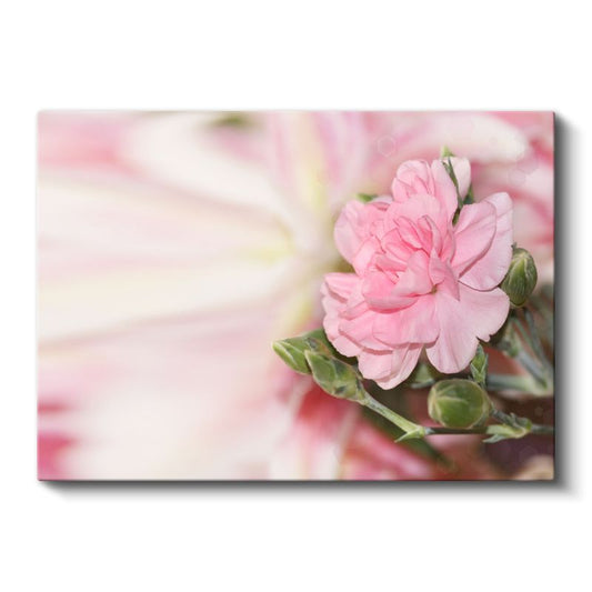 Pembe Karanfil - Yumuşak Tonlarda Çiçek Portresi Kanvas Tablo