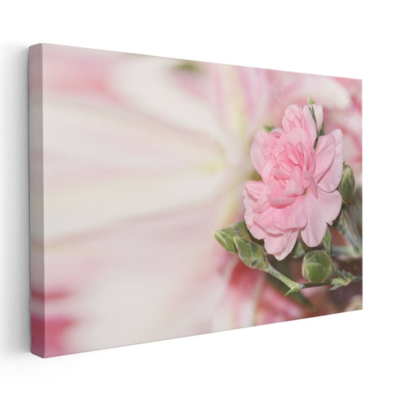 Pembe Karanfil - Yumuşak Tonlarda Çiçek Portresi Kanvas Tablo