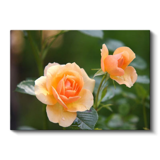 Şeftali Tonlu Güller - Narin Yapraklı Çift Tomurcuk Kanvas Tablo