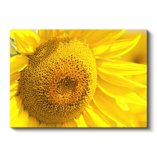 Ayçiçeği - Canlı Sarı Tonlu Detaylı Merkez Kanvas Tablo