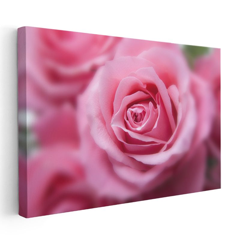 Pembe Gül - Yumuşak Odak Teknikli Çekim Kanvas Tablo