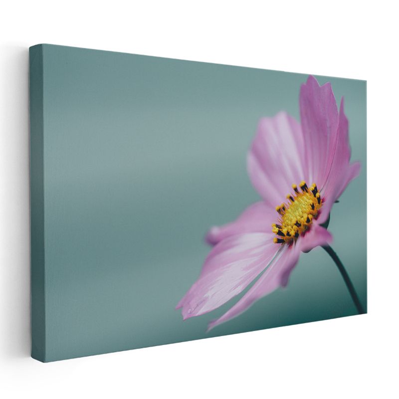 Pembe Kozmos Çiçeği - Turkuaz Fonlu Minimal Kanvas Tablo