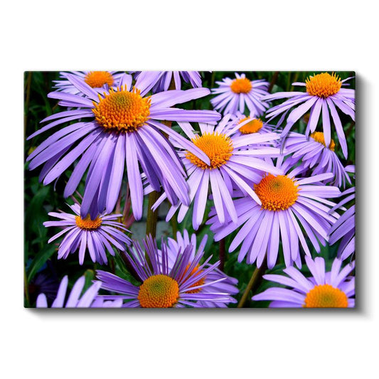 Mor Papatyalar - Turuncu Merkezli Çiçek Topluluğu Kanvas Tablo