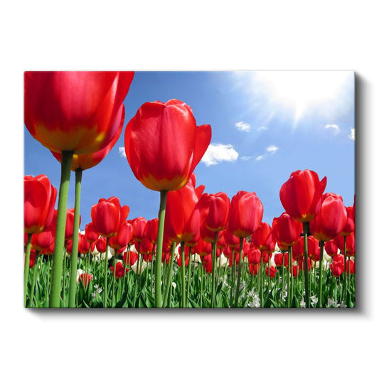 Kırmızı Laleler - Mavi Gökyüzü Altında Çiçek Tarlası Kanvas Tablo