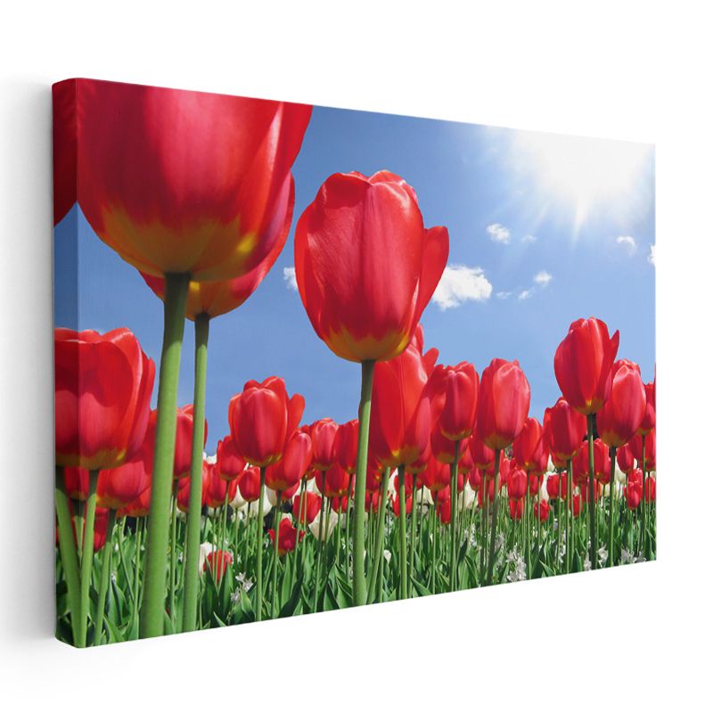 Kırmızı Laleler - Mavi Gökyüzü Altında Çiçek Tarlası Kanvas Tablo