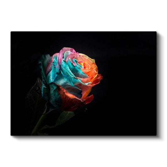 Gökkuşağı Gül - Çok Renkli Dramatik Çiçek Kanvas Tablo