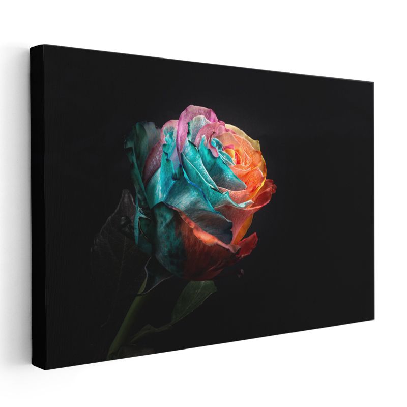 Gökkuşağı Gül - Çok Renkli Dramatik Çiçek Kanvas Tablo