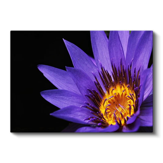 Mor Nilüfer - Altın Sarısı Merkezli Egzotik Çiçek Kanvas Tablo