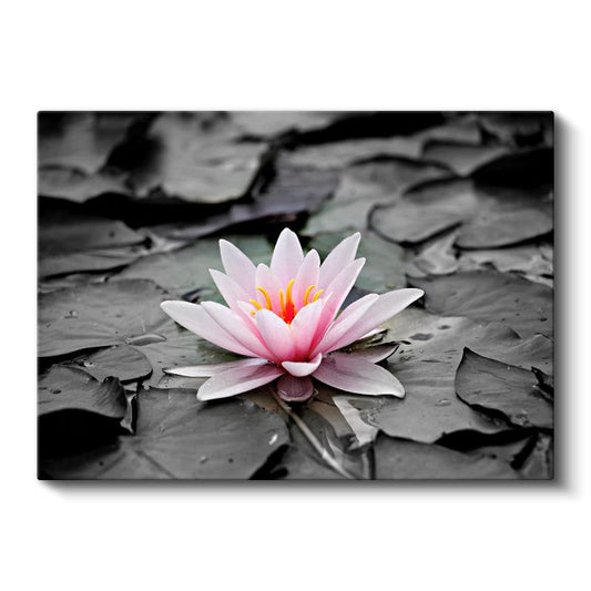 Pembe Nilüfer - Siyah Beyaz Yapraklar Üzerinde Kanvas Tablo