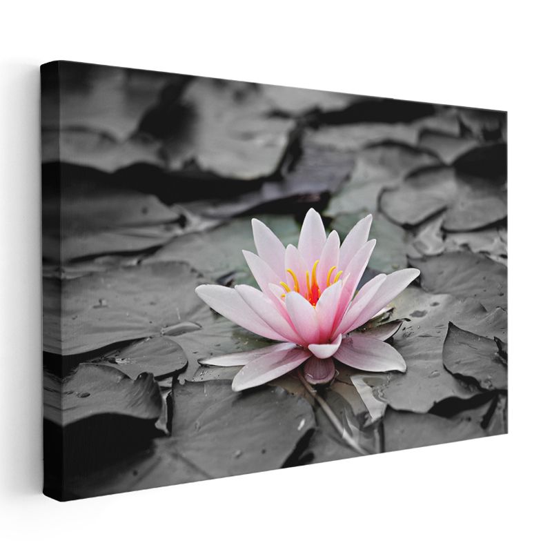 Pembe Nilüfer - Siyah Beyaz Yapraklar Üzerinde Kanvas Tablo