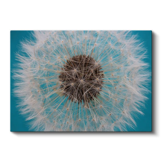 Karahindiba Tohumu - Turkuaz Fonlu Detaylı Çekim Kanvas Tablo