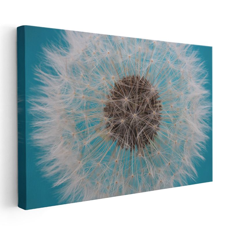 Karahindiba Tohumu - Turkuaz Fonlu Detaylı Çekim Kanvas Tablo
