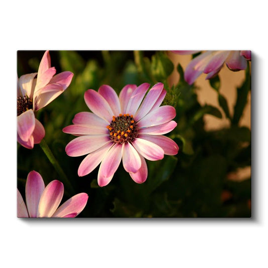 Pembe Papatya - Turuncu Merkezli Bahçe Çiçeği Kanvas Tablo