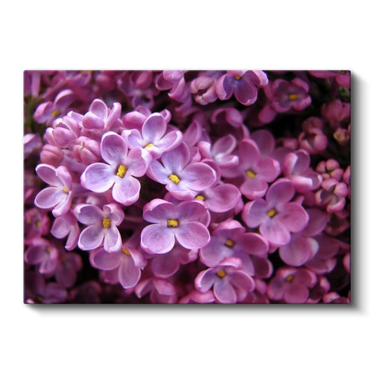 Leylak Çiçekleri - Yoğun Çiçekli Demet Kanvas Tablo