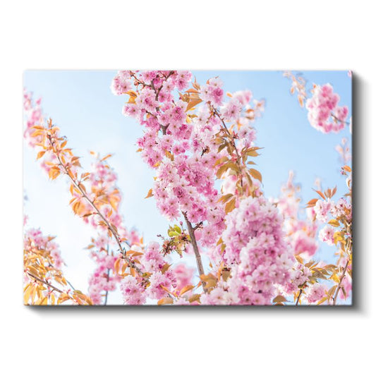 Japon Kiraz Çiçekleri - Bahar Dalları Kanvas Tablo