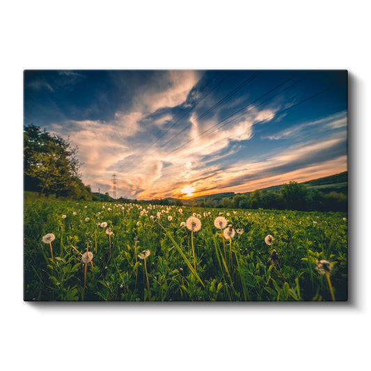 Karahindiba Tarlası - Gün Batımı Manzaralı Kanvas Tablo