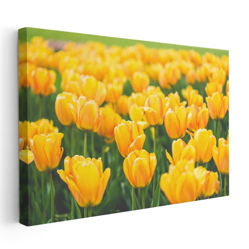 Sarı Laleler - Parlak Renkli Çiçek Bahçesi Kanvas Tablo