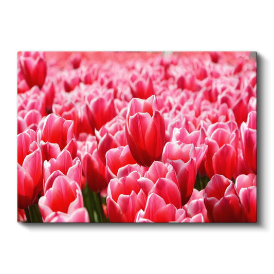Pembe Laleler - Çiçek Tarlası Manzarası Kanvas Tablo