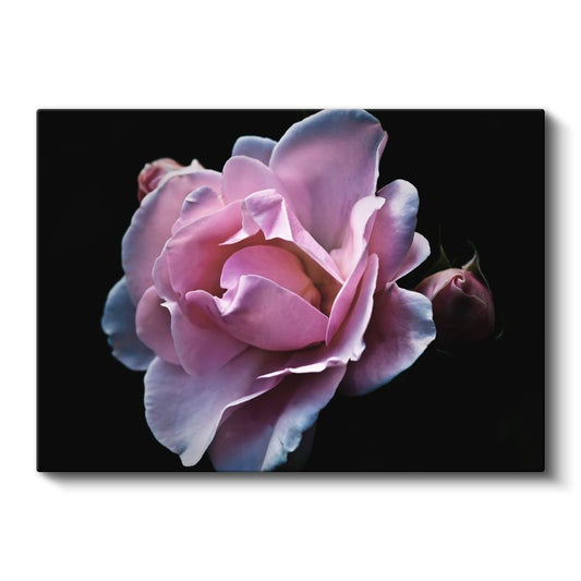 Pembe Gül - Zarif Tomurcuklu Çiçek Kanvas Tablo