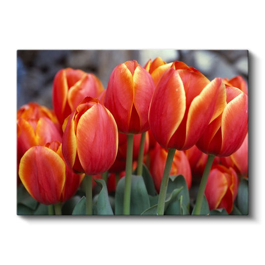 Turuncu Laleler - Zarif Yapraklı Bahar Çiçekleri Kanvas Tablo