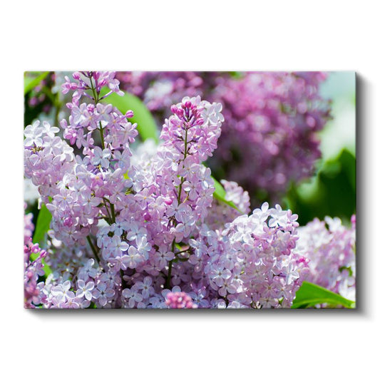 Leylak Çiçekleri - Açık Tonlu Bahar Dalları Kanvas Tablo