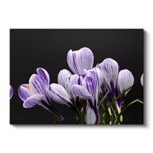 Mor Çiğdem - Siyah Fonlu Çizgili Çiçekler Kanvas Tablo