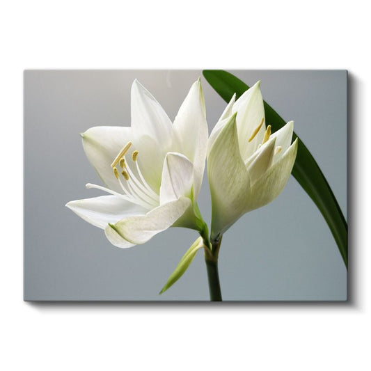 Beyaz Zambak - Zarif Çiçek Açılımı Kanvas Tablo