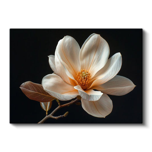 Magnolya Çiçeği - Siyah Zeminde Detaylı Botanik İllüstrasyon Kanvas Tablo