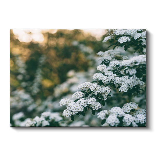 Beyaz Çiçekler - Doğal Buket Kompozisyonu Kanvas Tablo