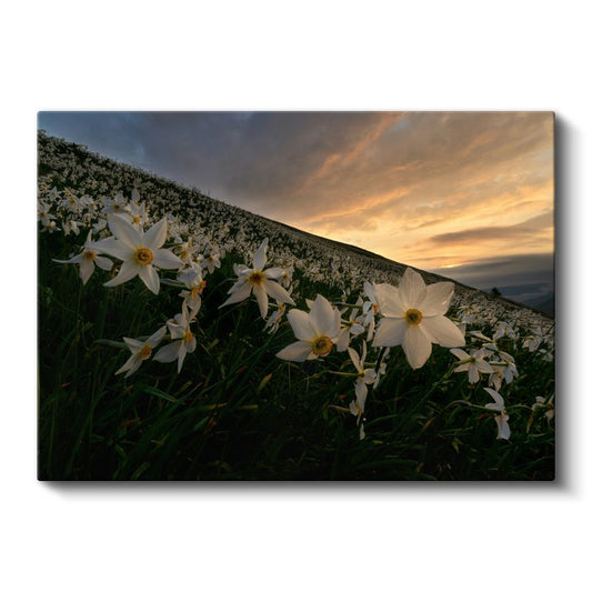 Nergis Vadisi - Gün Batımında Beyaz Çiçek Tarlası Kanvas Tablo