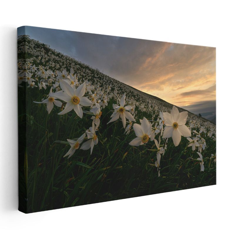 Nergis Vadisi - Gün Batımında Beyaz Çiçek Tarlası Kanvas Tablo
