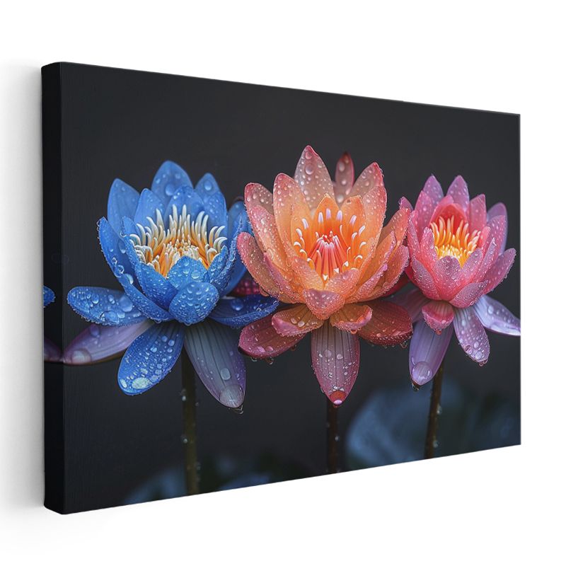 Renkli Nilüferler - Çiy Damlacıklı Üç Renk Lotus Kanvas Tablo