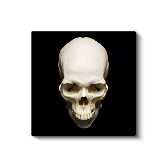 Kafatası - Siyah Zeminde Anatomik Detay Kanvas Tablo