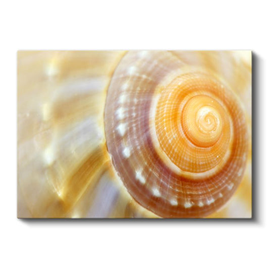 Deniz Kabuğu - Altın Spiral Desen Kanvas Tablo