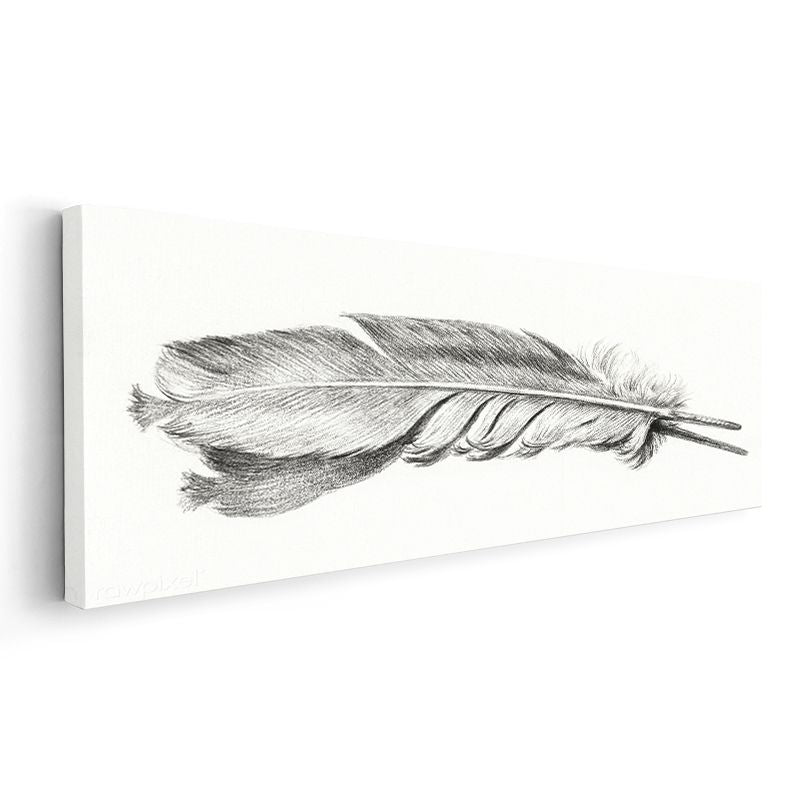 Kuş Tüyü Çizimi - Zarif Karakalem Sanatı Kanvas Tablo