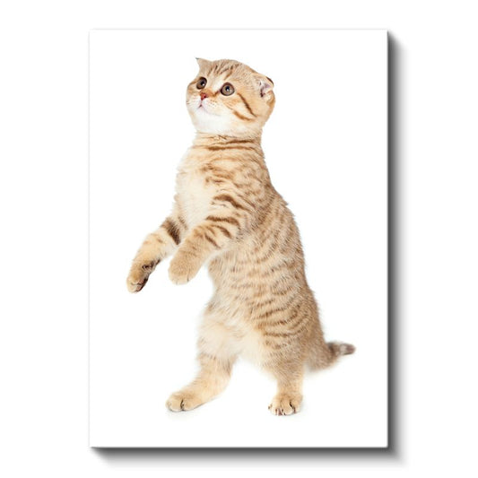 Meraklı Yavru Kedi - Sevimli Duruş Kanvas Tablo