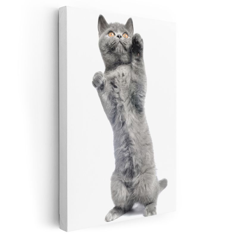 Oyuncu Gri Kedi - İki Ayak Üstünde Şirinlik Kanvas Tablo