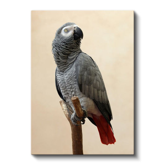 Afrika Papağanı - Kırmızı Kuyruklu Asalet Kanvas Tablo