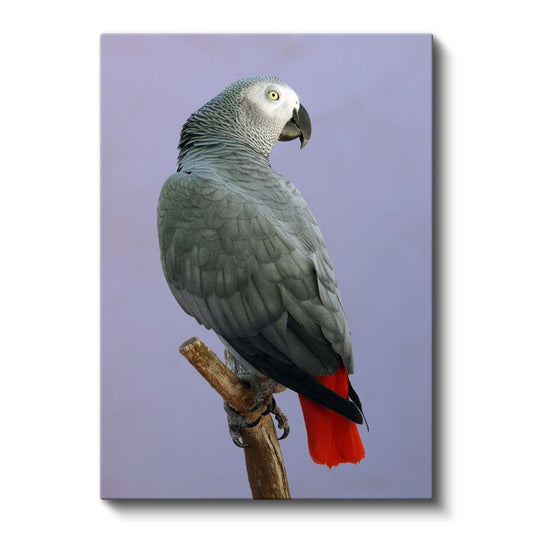 Gri Papağan - Zarif Profil Kanvas Tablo