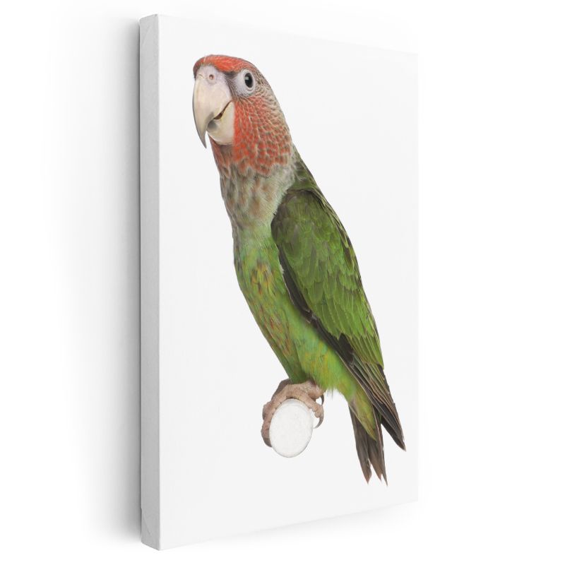 Amazon Papağanı - Doğal Güzellik Kanvas Tablo