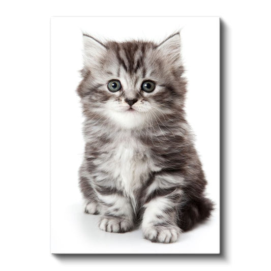 Yavru Kedi - Masum Tatlılık Kanvas Tablo