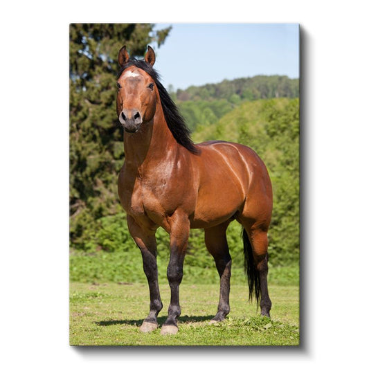 Kahverengi At - Doğal Duruş Kanvas Tablo