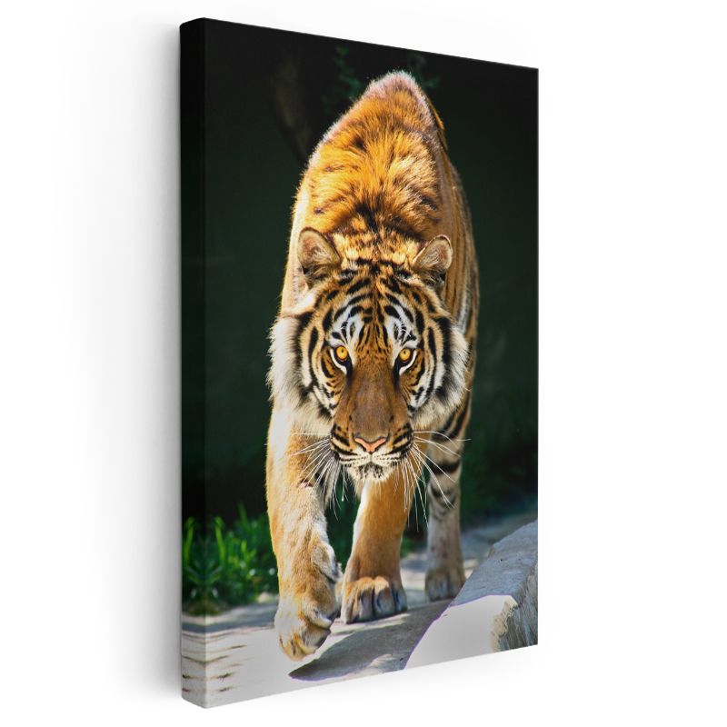 Kaplan Portresi - Keskin Bakışlı Yırtıcı Kanvas Tablo