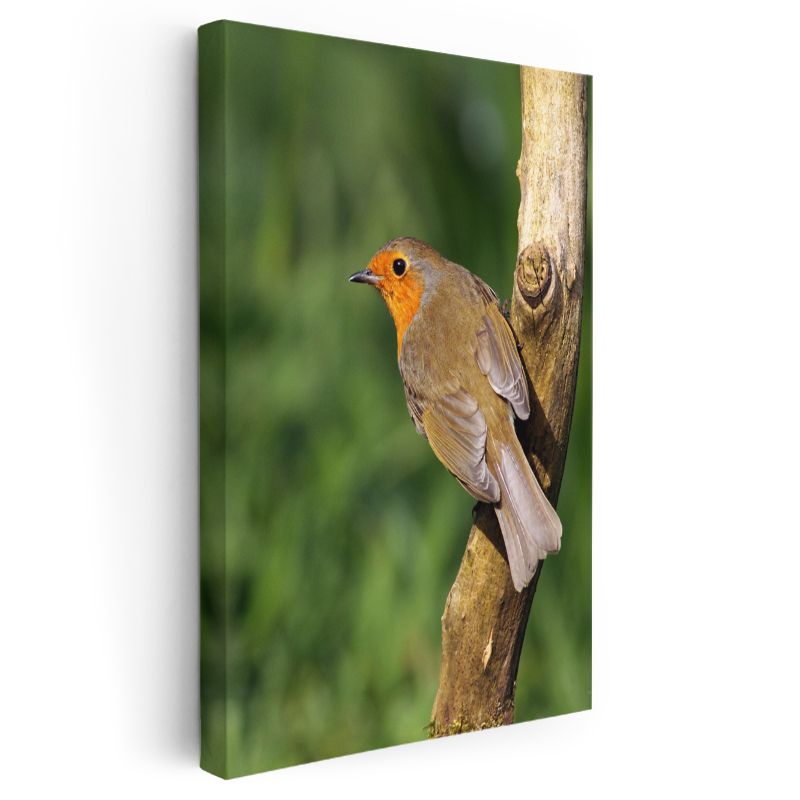 Kızılgerdan Kuşu - Dalda Dinlenen Minik Şarkıcı Kanvas Tablo