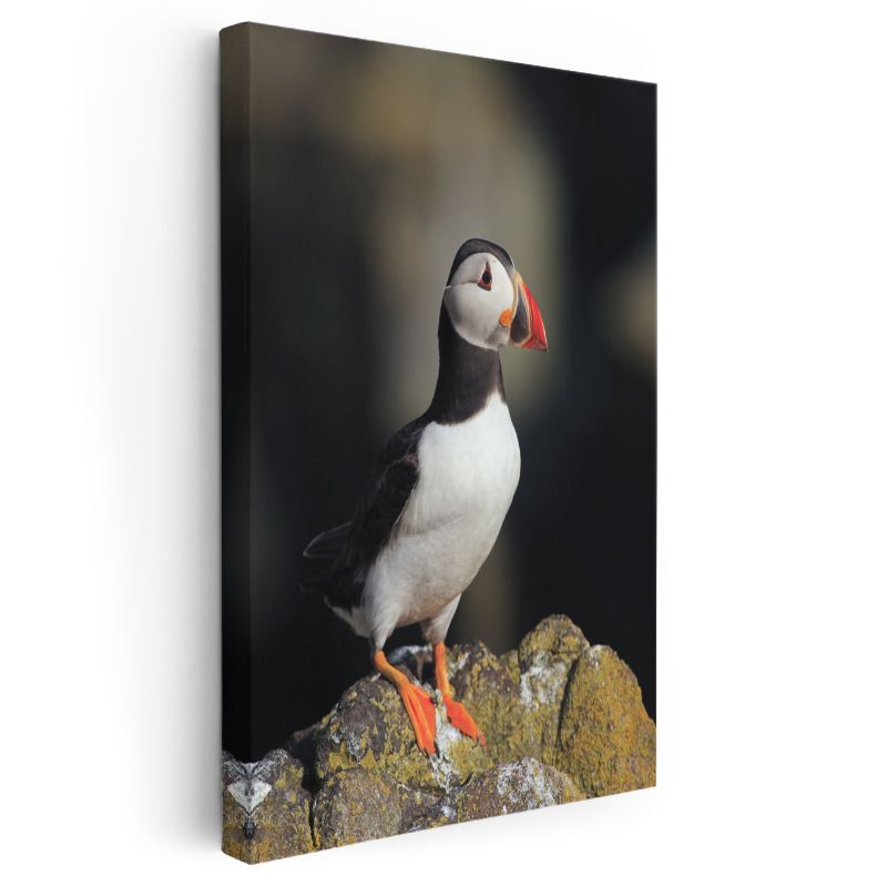 Atlantik Papağanı - Zarif Duruşlu Deniz Kuşu Kanvas Tablo