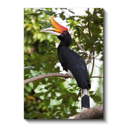 Boynuzlu Kuş - Görkemli Gagalı Egzotik Kuş Kanvas Tablo