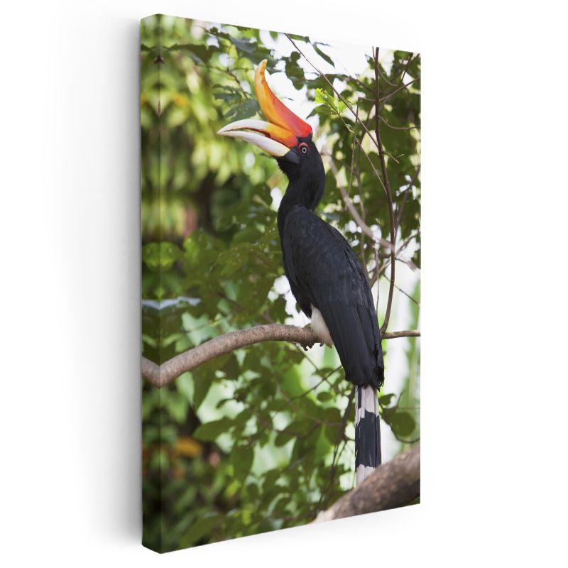 Boynuzlu Kuş - Görkemli Gagalı Egzotik Kuş Kanvas Tablo