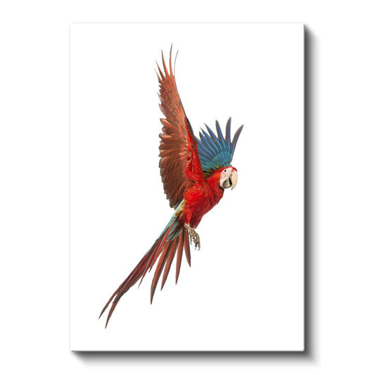 Uçan Ara Papağanı - Kanatları Açık Kırmızı İhtişam Kanvas Tablo