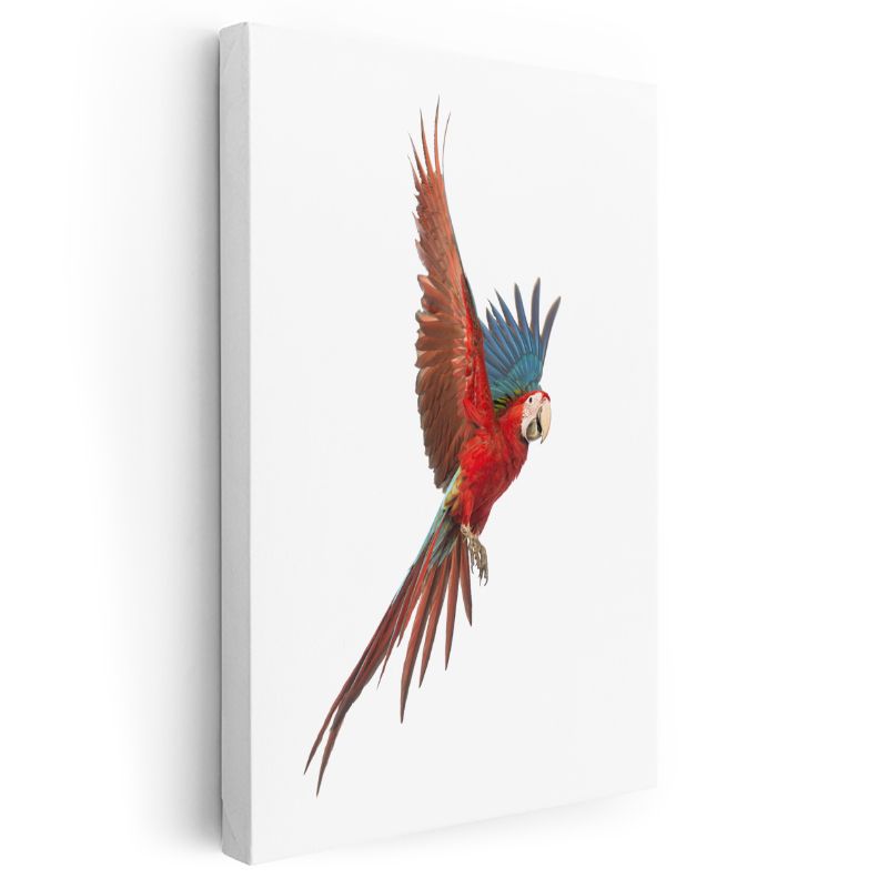 Uçan Ara Papağanı - Kanatları Açık Kırmızı İhtişam Kanvas Tablo