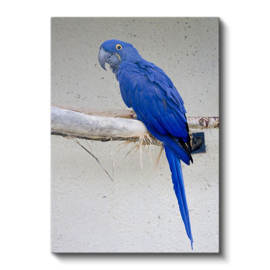 Mavi Ara Papağanı - Göz Alıcı Mavi Tüylü Egzotik Kuş Kanvas Tablo
